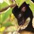 Save Madagascar’s lemurs