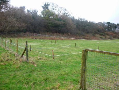 Planning and a Hurdling Pug