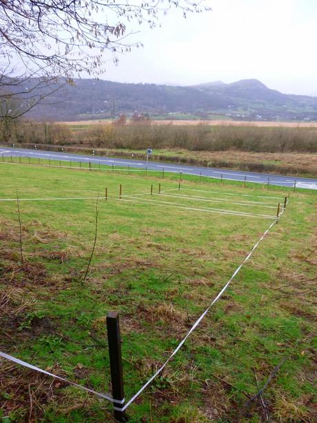 Planning and a Hurdling Pug