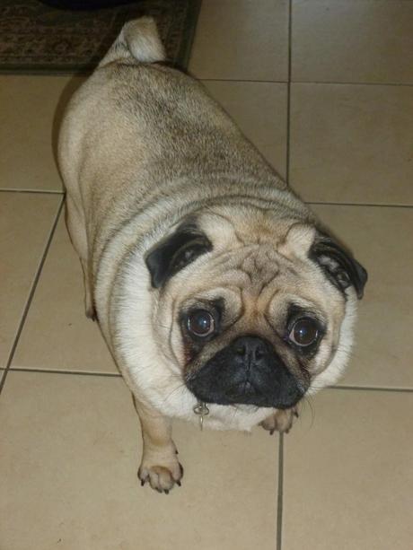 Planning and a Hurdling Pug