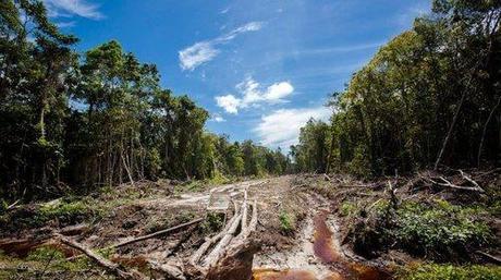 Saving Rainforest One Pop-Tart At A Time