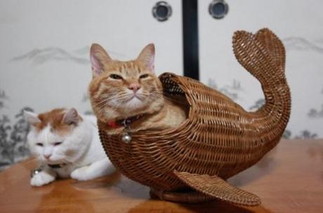 The World’s Top 10 Best Images of Mermaid Cats