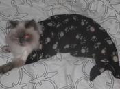 World’s Best Images Mermaid Cats