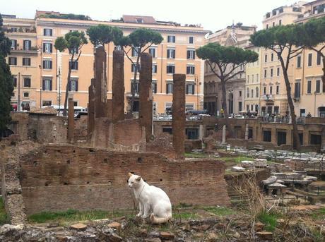 Cat sitting on the ruins of the Largo di Torre Argentina in Rome