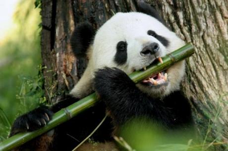 Panda-Bamboo-2