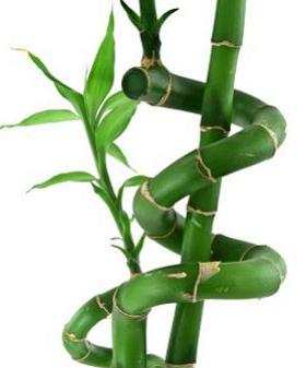 swirled bamboo