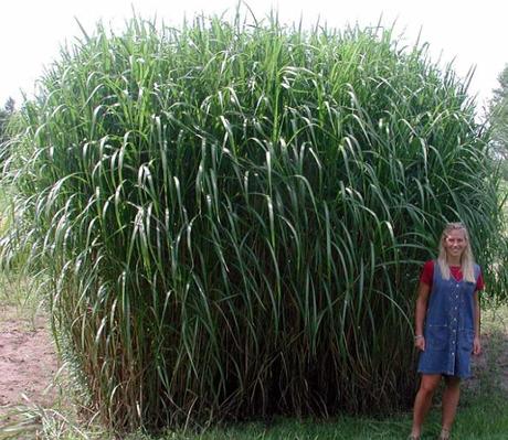 bamboo woman