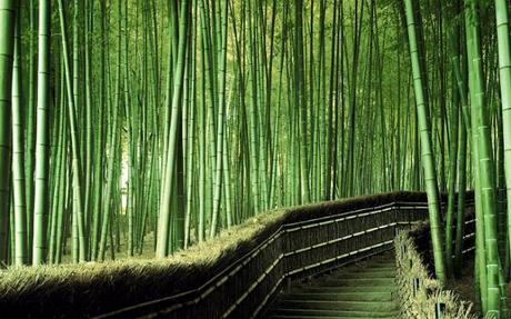 bamboo walk