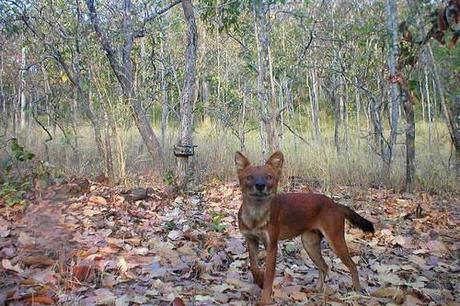 WWF Camera Traps