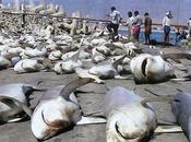 People Kill More Than 11,400 Sharks EVERY HOUR