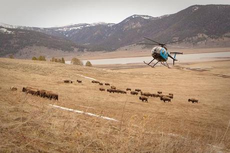 Each year, officials execute the Interagency Bison Management Plan that forcibly prevents wild bison’s natural migration with hazing, capture, slaughter, quarantine and hunting. Photo credit: Buffalo Field Campaign