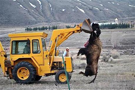 A dead bison is lifted off the ground near Gardiner, MT, April, 2011. Photo credit: Stephany Seay/ Buffalo Field Campaign