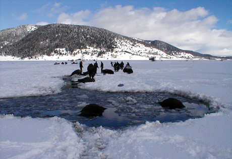 Buffalo fall through ice during a hazing operation in 2006. Photo credit: Buffalo Field Campaign