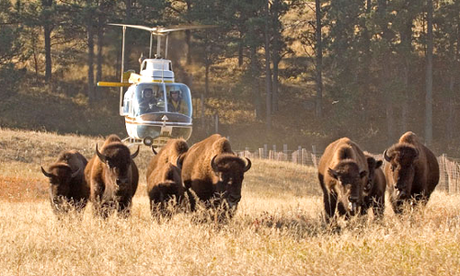 Nearly three hundred wild bison were rounded up at Wind Cave National Park, SD, for the annual cull in 2005. Photo credit: National Parks Service