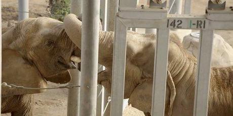 WATCH: Mila The Elephant Meets Her First Elephant In 37 Years