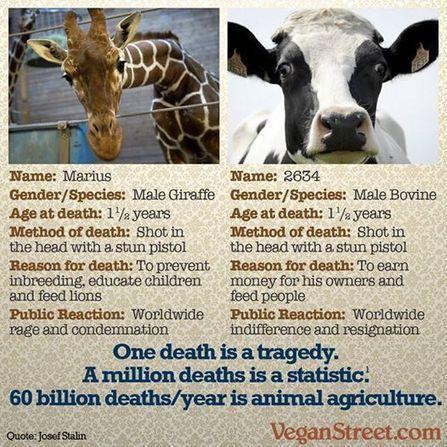 A Year in Animal Agriculture