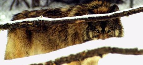 Action Alert: Comment NOW On USFWS Bogus Push For National Wolf Delisting!