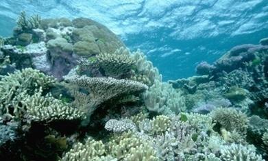 Clive Palmer’s nickel refinery pumped toxic waste into Great Barrier Reef park Clive Palmer’s nickel refinery pumped toxic waste into Great Barrier Reef park