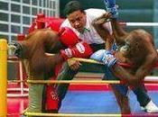 Shut Down Orangutan Kick Boxing Matc Petition Site