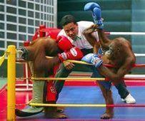 Shut Down The Orangutan Kick Boxing Matc – The Petition Site