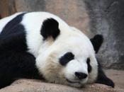 DAILY PHOTO: Sleeping Pandas