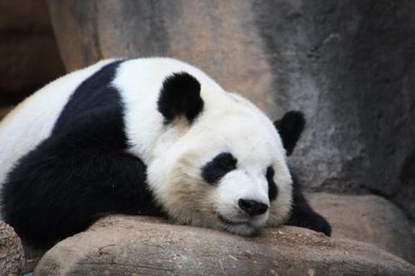 Taken in the Summer of 2012 at the Atlanta Zoo.