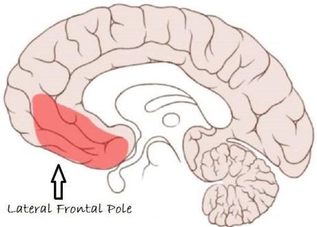 lateral frontal pole