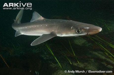 Swedish Critically Endangered Species Part 4 : Spiny Dogfish / Pigghaj