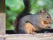 Protestors ‘Squirrel Slam Crime Against Nature’
