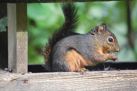 Protestors ‘Squirrel Slam is a crime against nature’