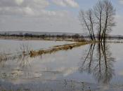 Wildlife Casualties Floods ‘polluted’ Wetlands