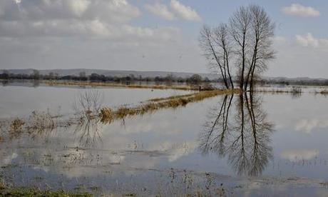 Wildlife casualties of floods and ‘polluted’ wetlands