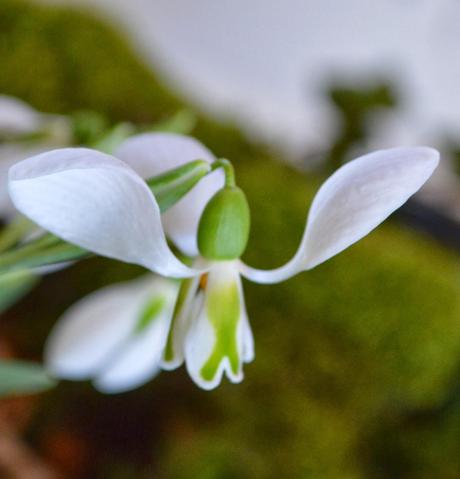 A year on, a snowdrop return