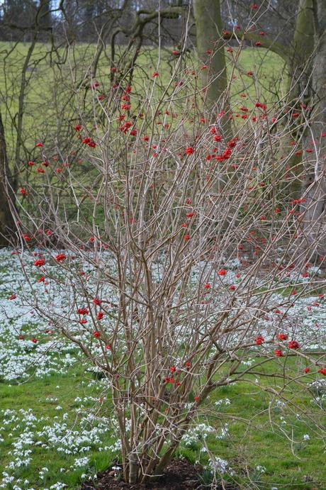 A year on, a snowdrop return