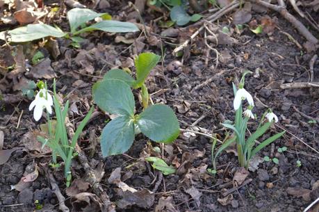 A year on, a snowdrop return