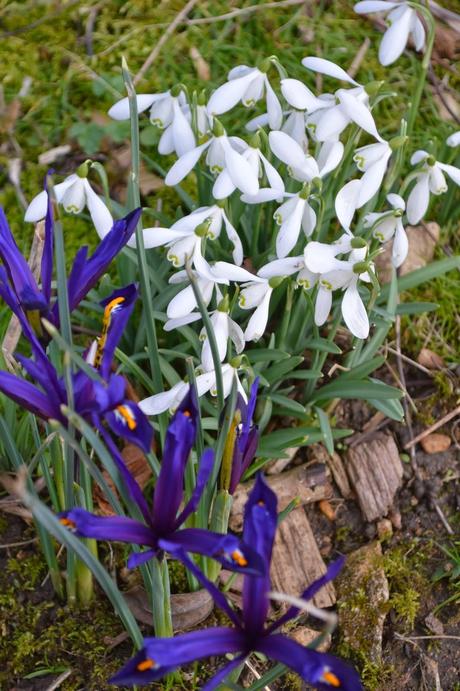 A year on, a snowdrop return