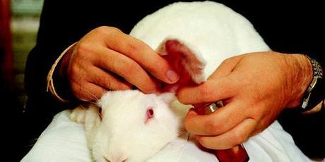 Sustainable Sunday’s: Funding Animal-Free Testing