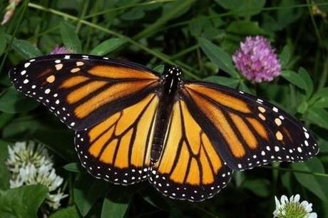 Monarch Butterfly conservation is in the news. AMAZING MATILDA is too!