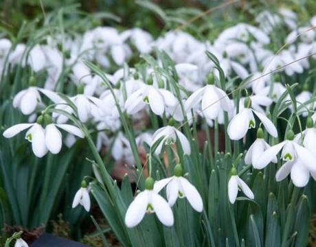 Snowdrops on the Avon Bulbs stand