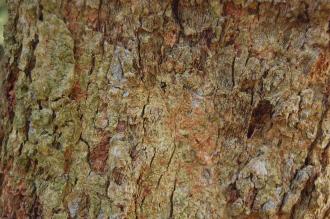 Azara microphylla Bark (02/02/2014, Kew Gardens, London)
