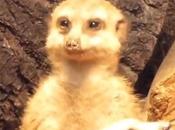 Watch: Adorable Meerkat Trying Hard Fall Asleep