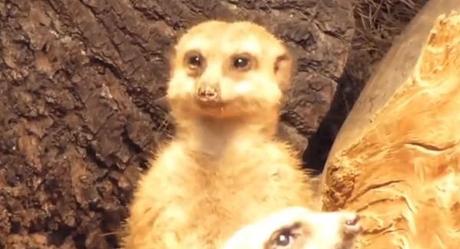 meerkat-sleeping