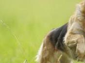 German Shepherd Saves Life Veteran with Cancer