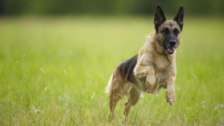German-Shepherd-dog