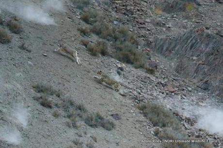 Wildlife Photographer Catches First Snow Leopard Kill Ever