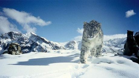 Wildlife Photographer Catches First Snow Leopard Kill Ever