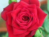 Beauty Transient Roses Alone Look Beyond