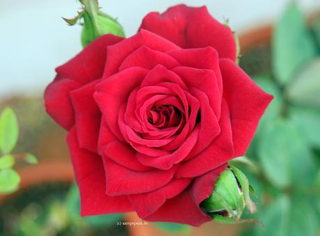 Beauty is transient ! - it not Roses alone ! look beyond !!! Beauty is transient ! - it not Roses alone ! look beyond !!!