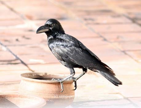 Beauty is transient ! - it not Roses alone ! look beyond !!! Beauty is transient ! - it not Roses alone ! look beyond !!!