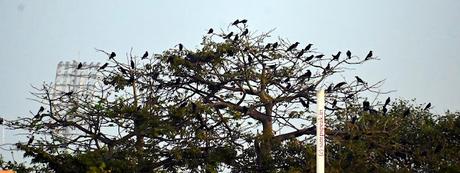 Beauty is transient ! - it not Roses alone ! look beyond !!! Beauty is transient ! - it not Roses alone ! look beyond !!!